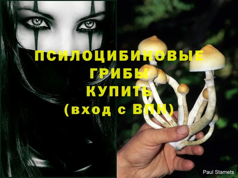 Псилоцибиновые грибы мицелий  дарнет шоп  площадка какой сайт  Пойковский 